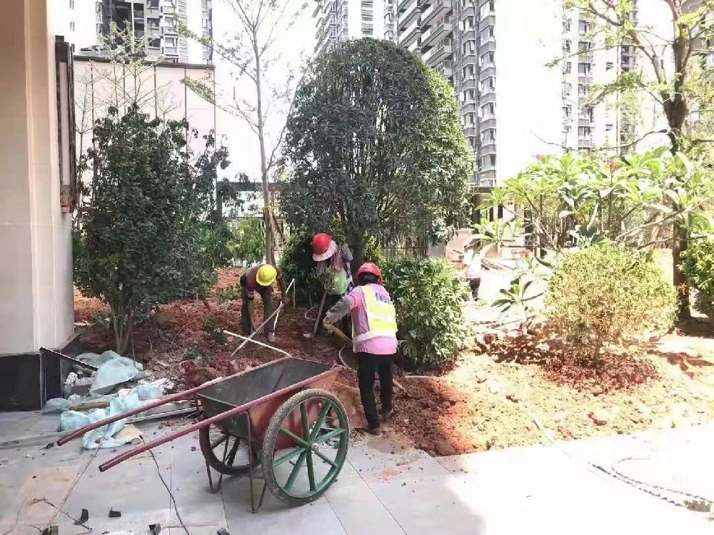 盆栽养护